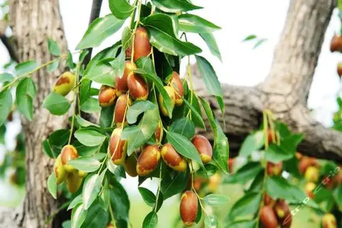 怀柔桥梓镇大枣采摘体验券