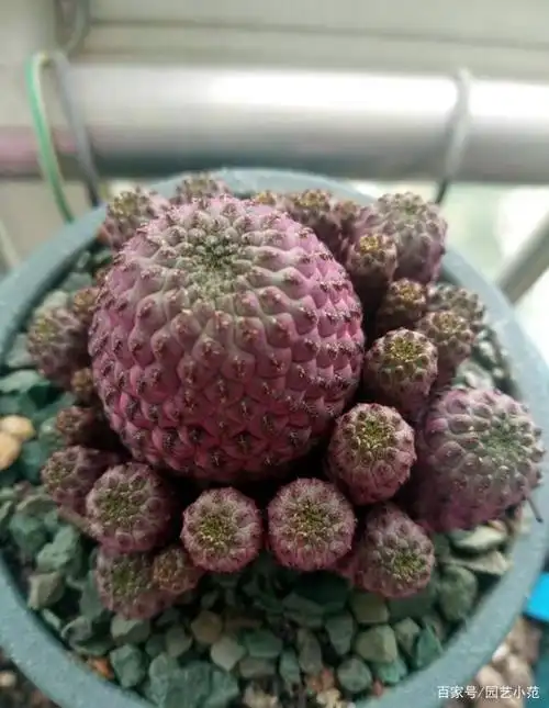 长得像荔枝的"紫丽丸"仙人球,即使不开花,也百看不厌