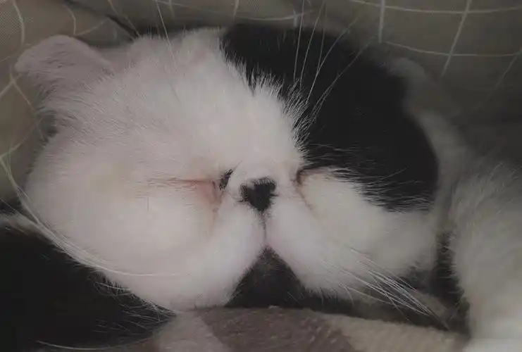 happy豆皮sleepy豆皮purpurpurr