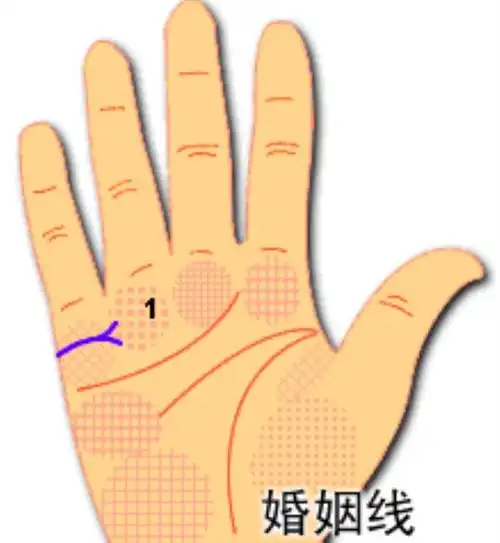 婚姻线分叉是什么意思手相婚姻线图解之婚姻线分叉