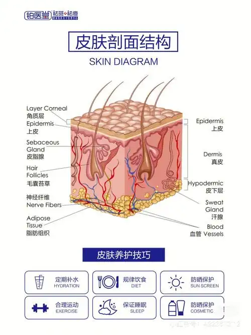 皮肤结构示意图➕