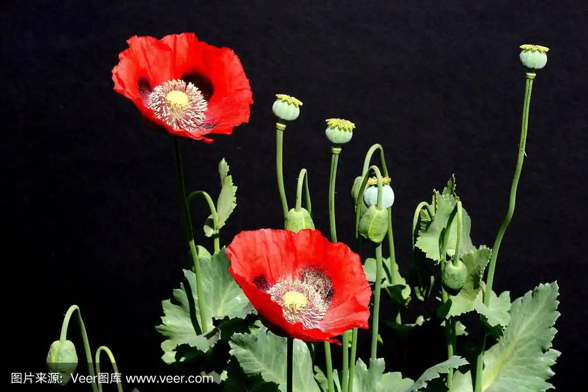 黑色背景下的罂粟.
