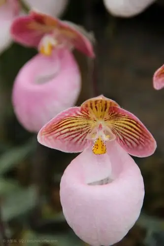 兜兰·玉女 摄影风景植物