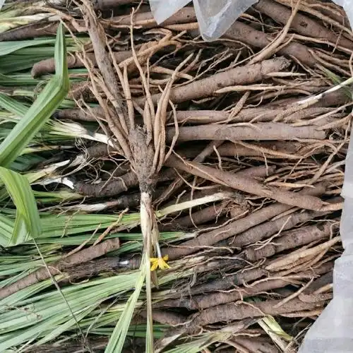 伟博新鲜仙茅中草药材贵州地棕独茅先矛独脚先毛仙