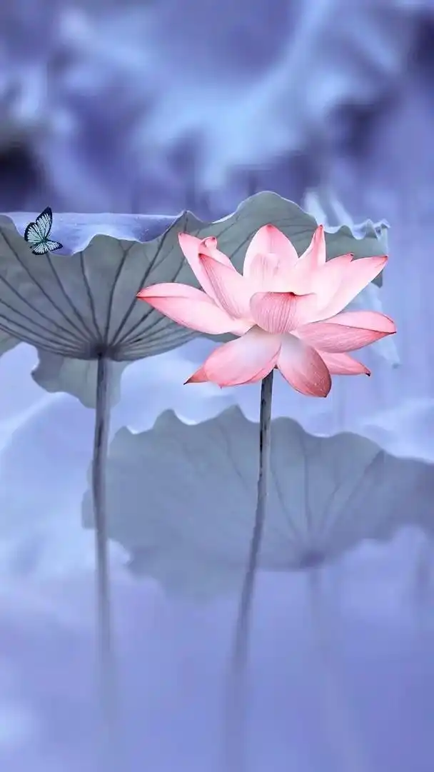 "一花一世界,一叶一菩提,一念一清静,心似莲花开. "#荷花 - 抖音