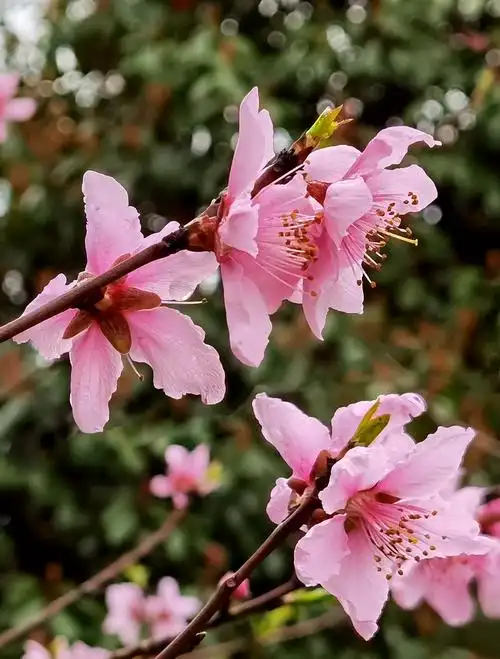 欣赏美人梅和桃花