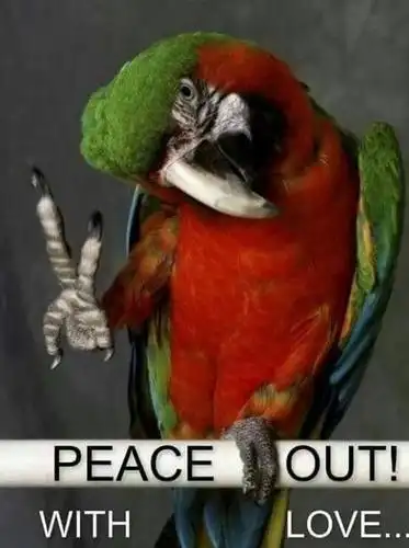 鹦鹉的搞笑合集,你永远猜不到下一次在什么时候