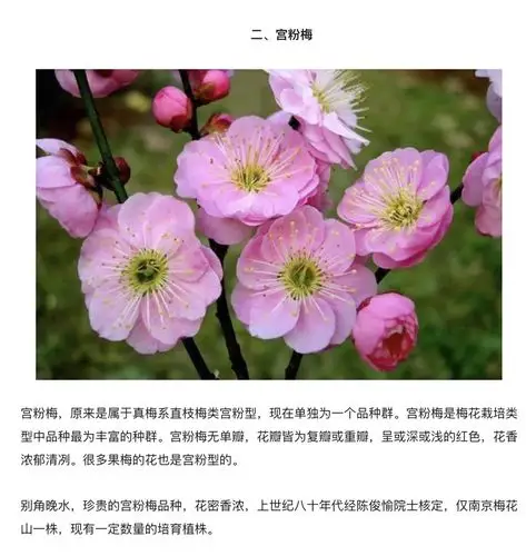 梅花的分类和品赏