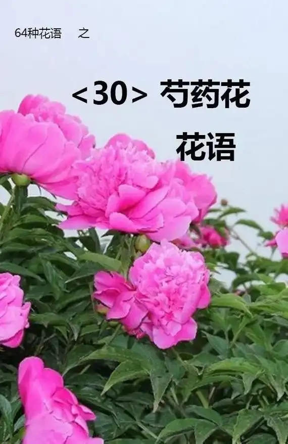 芍药花  #芍药花语 自古风流芍药花,花娇袍紫叶翻鸦.诗成 - 抖音