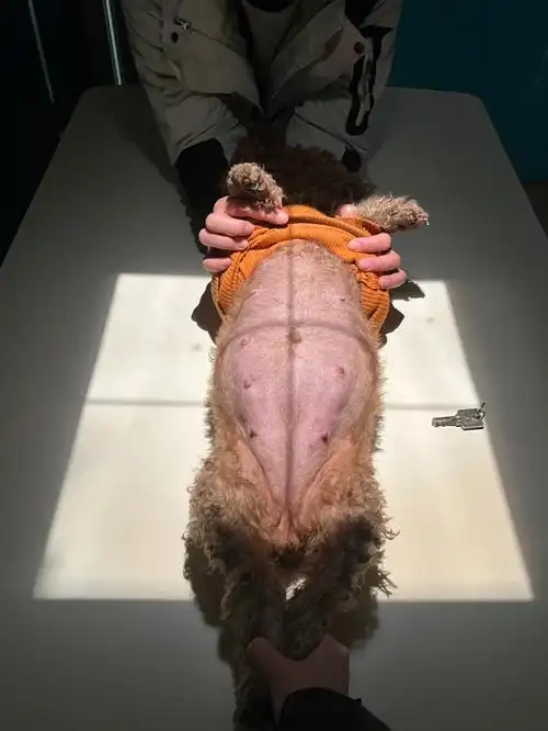 今天是第51天希望一切健康#狗狗孕期  #泰迪生产 #宠物x光