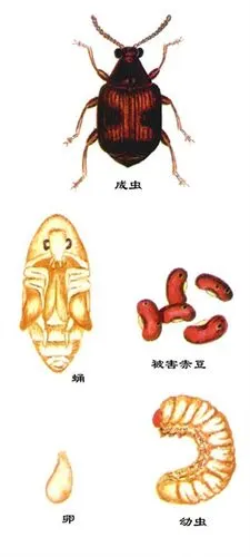 展开全部 这个是豆象,吃豆类农作物的害虫.