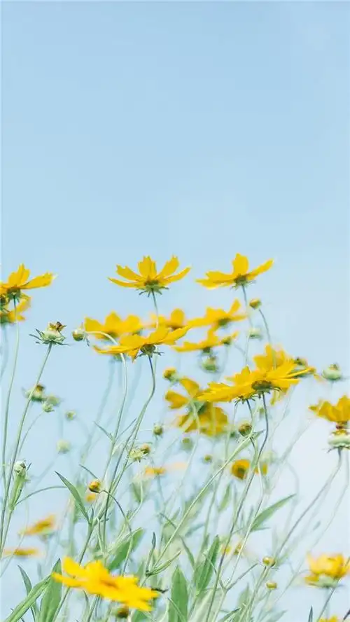 夏日小清新手机壁纸图片