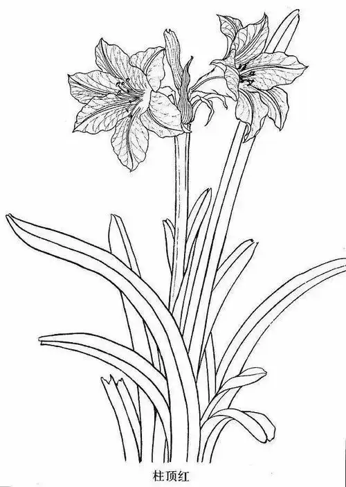 各种常见花卉白描画法教你,收藏起来临摹学习