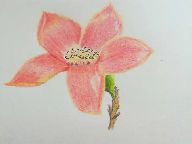 第二十幅《木棉花》 - 简书