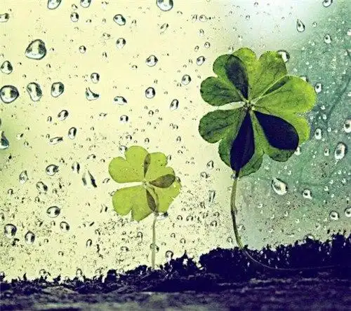 四叶草图片四叶草爱情唯美图片