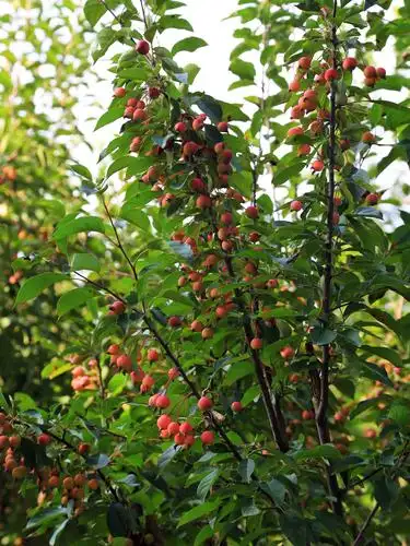 春天欣赏海棠花开,夏天日渐海棠结果,秋天观赏果实成熟,待到冬日,树叶