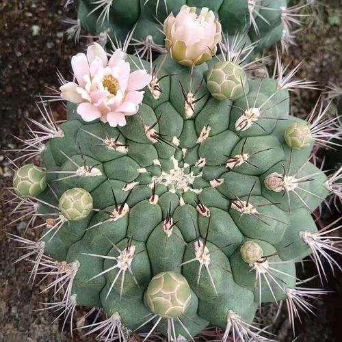 大型新天地开花仙人球粉花办公室防辐射室内阳台植物盆栽自产自销