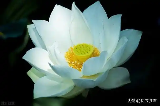 白色荷花的象征及寓意是什么,为何佛教爱用莲花而不是荷花?