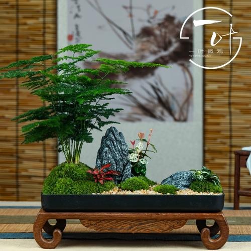 装饰摆件茶桌办公室小盆景二重山文竹禅意微景观花卉绿植新中式