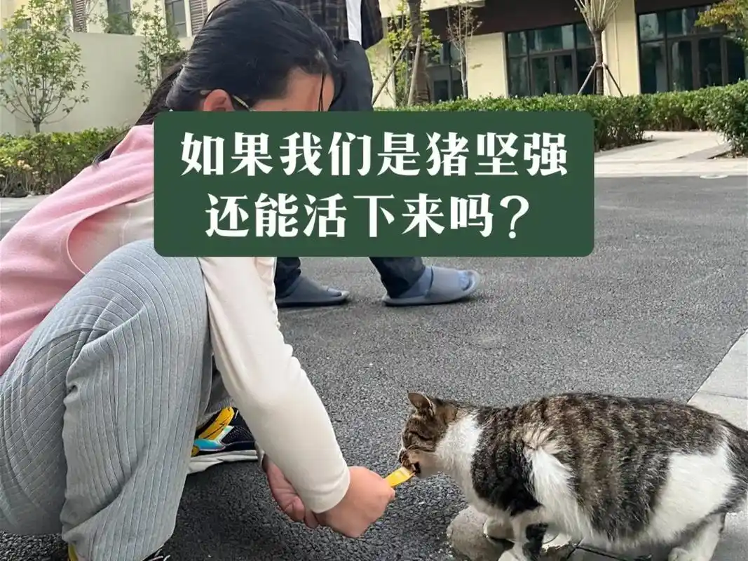 如果我们是猪坚强,还能活下来吗?不知道大家还记不记得 "猪坚 - 抖音