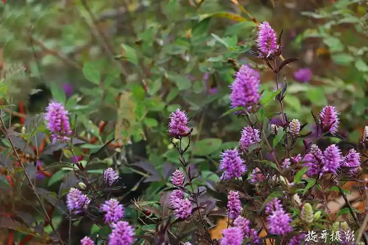 鲁班造锯的植物——海州香薷