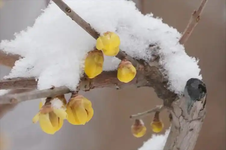 三九严寒 雪压梅香(诗七首)_马聚魁_枫叶_河南