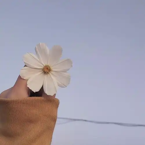 唯美花朵背景图.关注我.