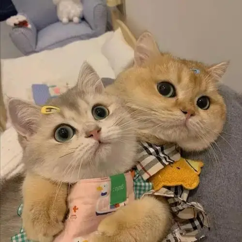 求两只猫猫的头像qwq