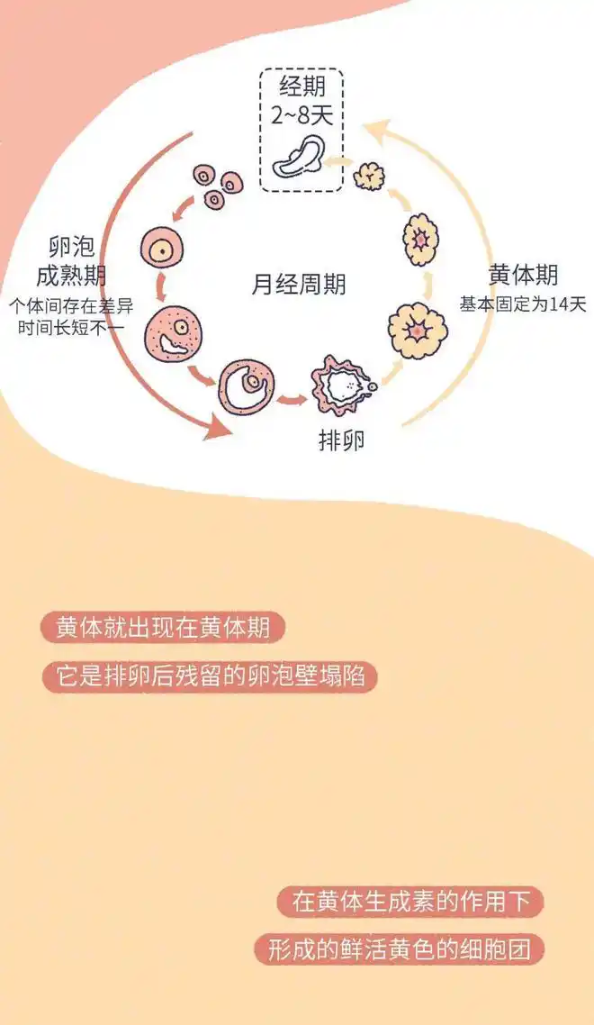 高贵!鲜胚着床成功后最早的症状"一致好评"-第2张图片-苗子博客