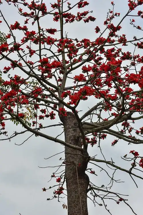 木棉花(kapok)是南方的特产,是广州市,高雄市以及攀枝花市的市花.