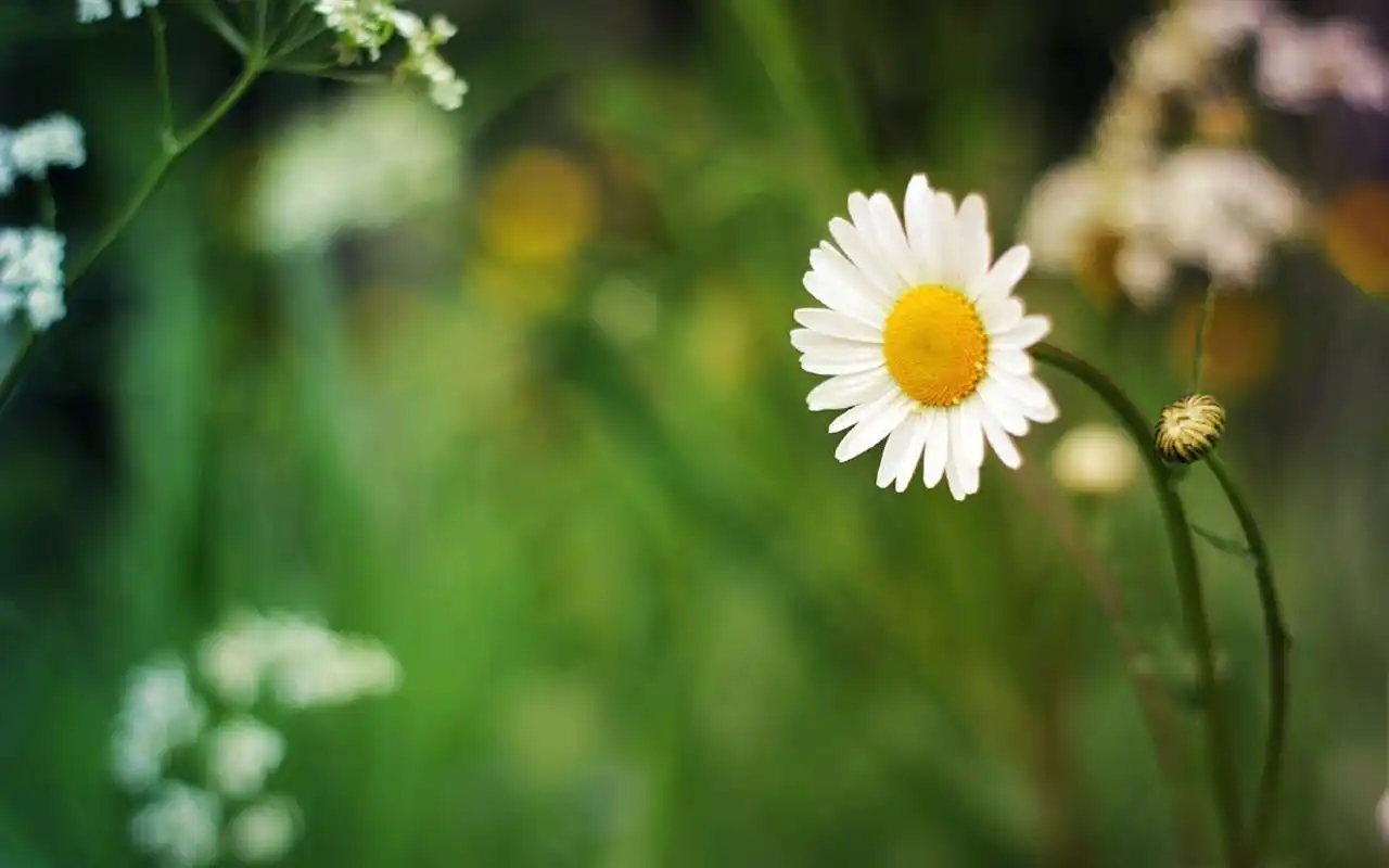 清新唯美花卉微距摄影图片壁纸