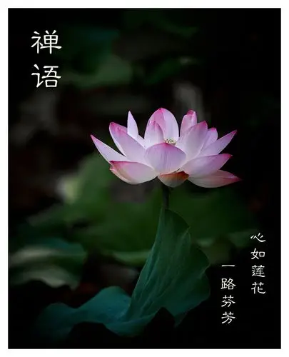 心如莲花,一路芬芳