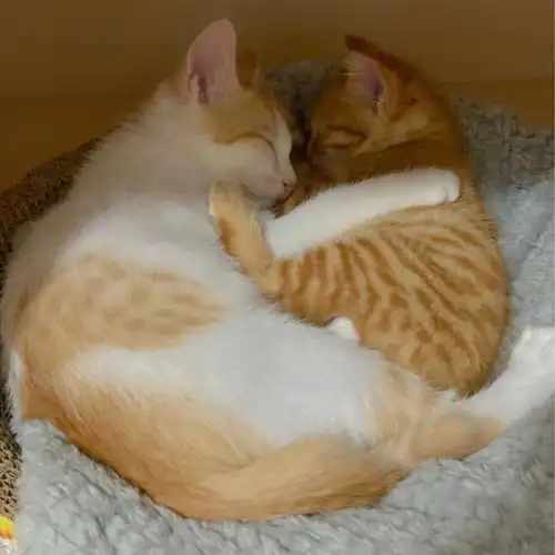 现在睡觉两兄弟都会互相依偎在一起,可可爱爱#猫咪日常  #猫  #我家