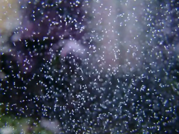 p>卤虫(brine shrimp)也称盐水 a>丰年虫 /a>.