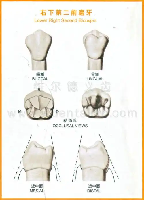 右下第二前磨牙