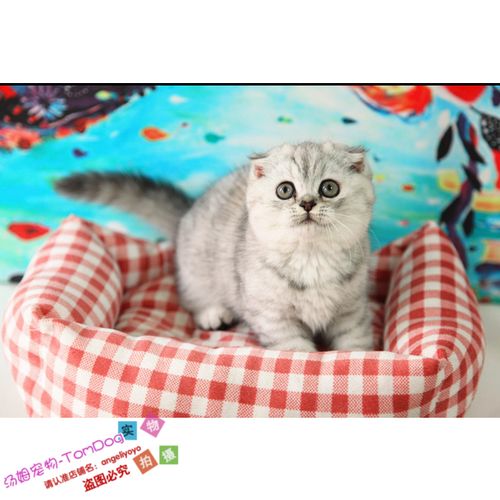 超萌银渐层折耳英短折耳活体宠物猫出售小猫咪苏格兰折耳猫活体e