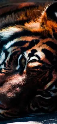 超级手机壁纸:2k老虎虽然凶猛但是有时候看起来还是憨憨的