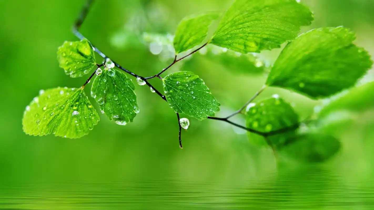 护眼绿色风景壁纸清新绿色的美