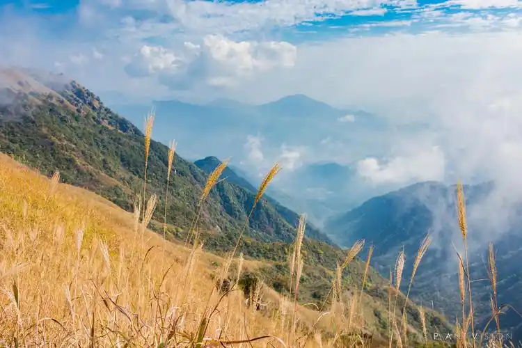 金色武功山丨高山草甸 秋时芦花摇曳