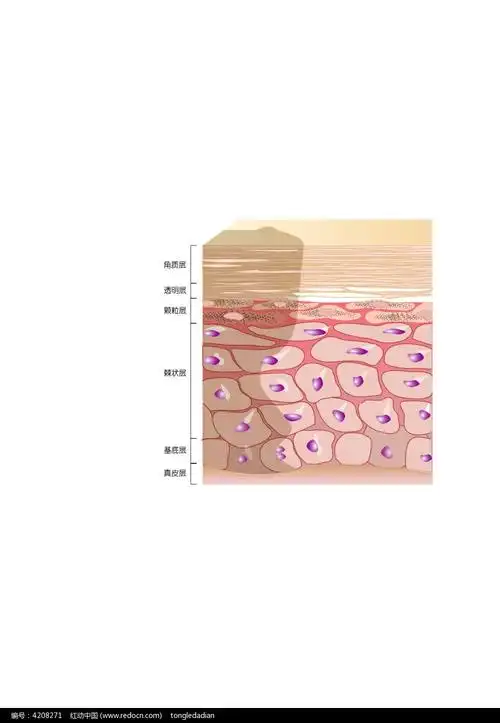 色素沉着皮肤分层示意图_人体器官_红动手机版