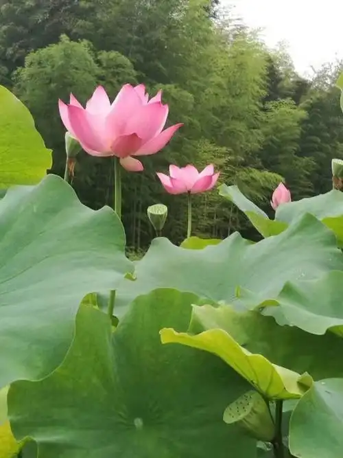 璨若夏花山水情!诗词小辑(一)