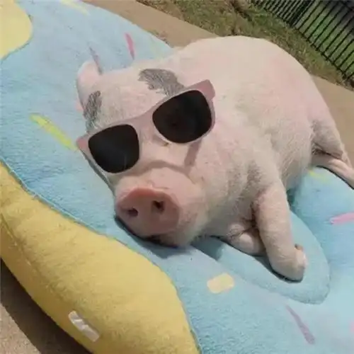 沙雕奇怪可爱好看有趣的头像图片_搞笑头像_头像屋