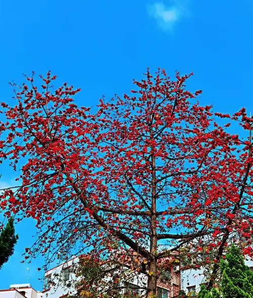 广州春季的木棉树开花春天的气息