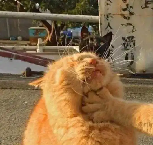 超级沙雕的情侣头像智障情侣头像30