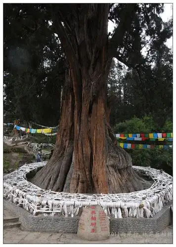 2011暑假西藏行游影记二十一林芝巨柏林