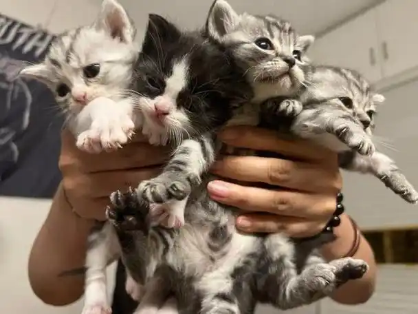 英短和美短大对比,截然不同,谁更值得养?