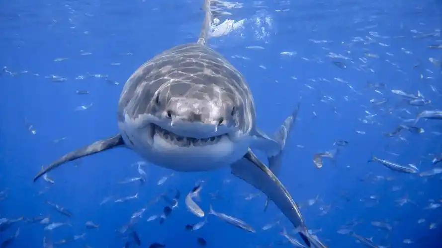 > 动物世界高清电脑桌面壁纸图片下载(1920x1080)