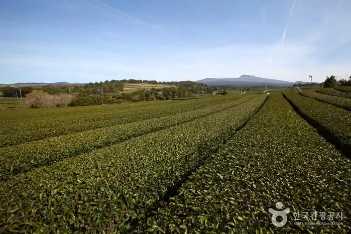 道顺茶园93259939