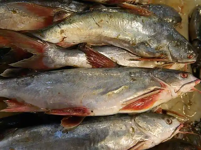 钢鱼老倌供应,配送