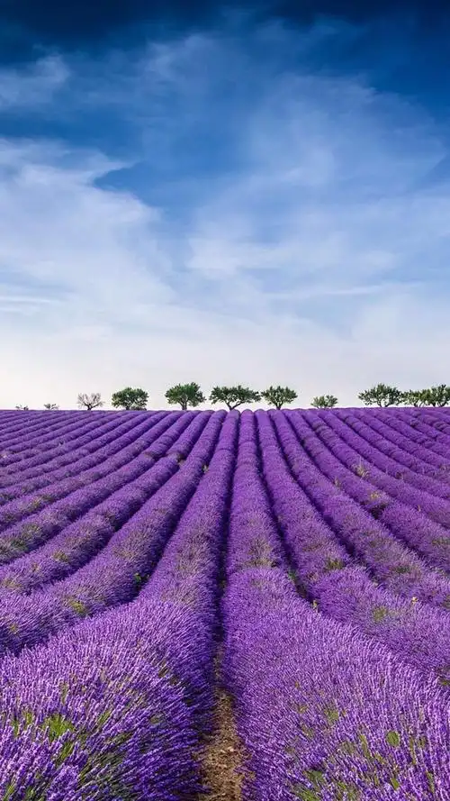 唯美的薰衣草花海,高清图片,手机锁屏桌面-壁纸族